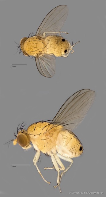 Lauxaniidae sp. "ZRCBDP0103119" • © Miteshravin S/O Ravindran • All Rights Reserved