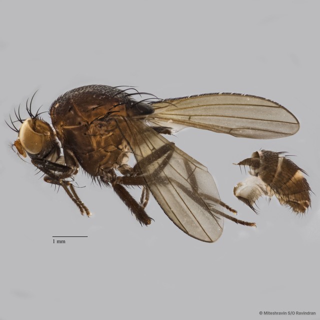 Lauxaniidae sp. "ZRCBDP0104763" • © Miteshravin S/O Ravindran • All Rights Reserved