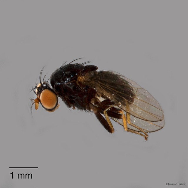 Homoneurinae sp. "ZRCBDP0126826" • © Maimon Hussin • All Rights Reserved