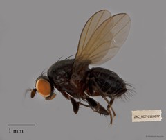 Lauxaniidae sp. "ZRCBDP0128077" • © Maimon Hussin • All Rights Reserved