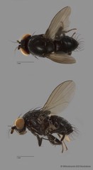 Lauxaniidae sp. "ZRCBDP0128077" • © Miteshravin S/O Ravindran • All Rights Reserved