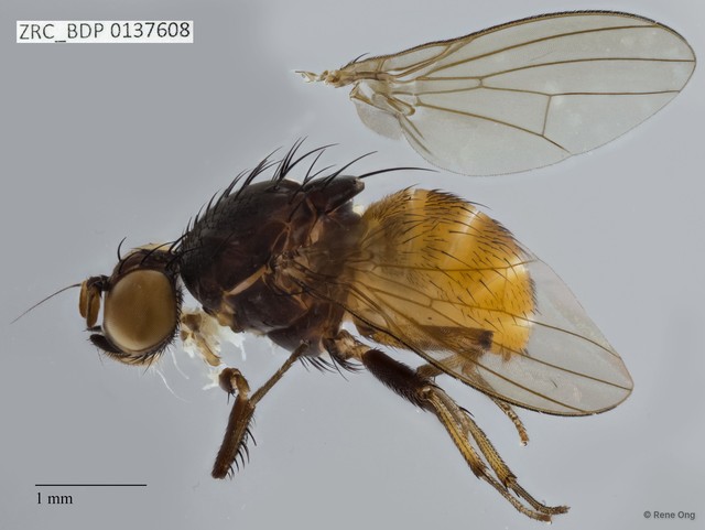 Lauxaniidae sp. "ZRCBDP0137608" • © Rene Ong • All Rights Reserved
