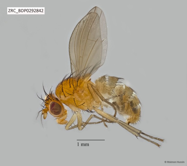 Lauxaniidae sp. "ZRCBDP0292563" • © Maimon Hussin • All Rights Reserved