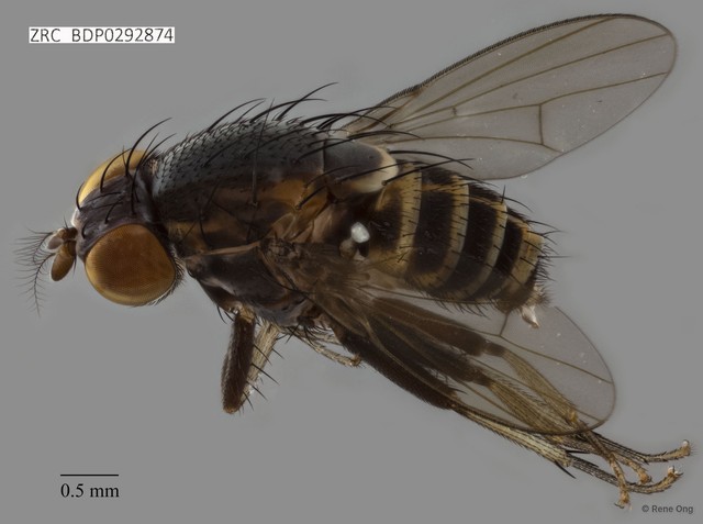 Lauxaniidae sp. "ZRCBDP0292874" • © Rene Ong • All Rights Reserved