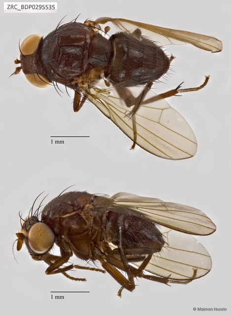 Lauxaniidae sp. "ZRCBDP0295535" • © Maimon Hussin • All Rights Reserved