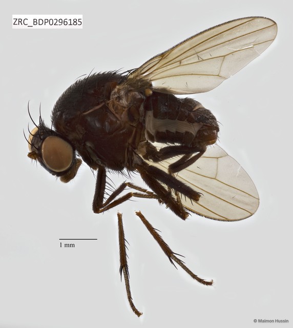 Lauxaniidae sp. "ZRCBDP0295899" • © Maimon Hussin • All Rights Reserved