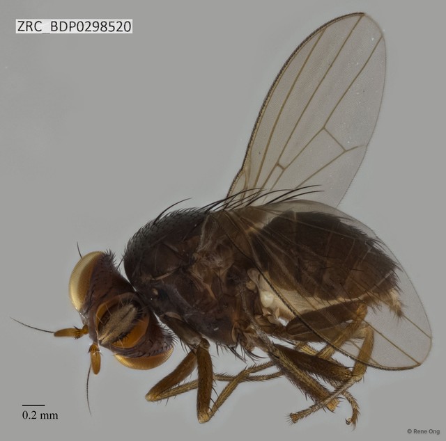 Lauxaniidae sp. "ZRCBDP0298520" • © Rene Ong • All Rights Reserved