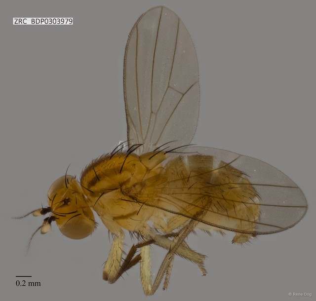 Lauxaniidae sp. "ZRCBDP0303979" • © Rene Ong • All Rights Reserved