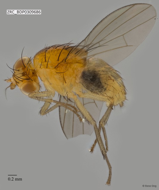Lauxaniidae sp. "ZRCBDP0309686" • © Rene Ong • All Rights Reserved