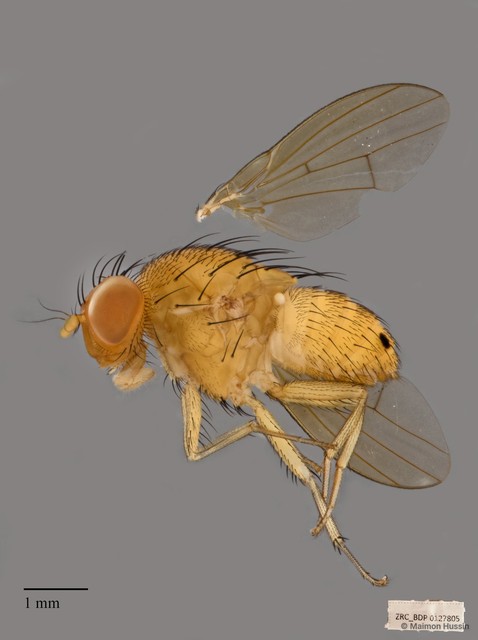 Homoneura sp. "ZRCBDP00127805" • © Maimon Hussin • All Rights Reserved
