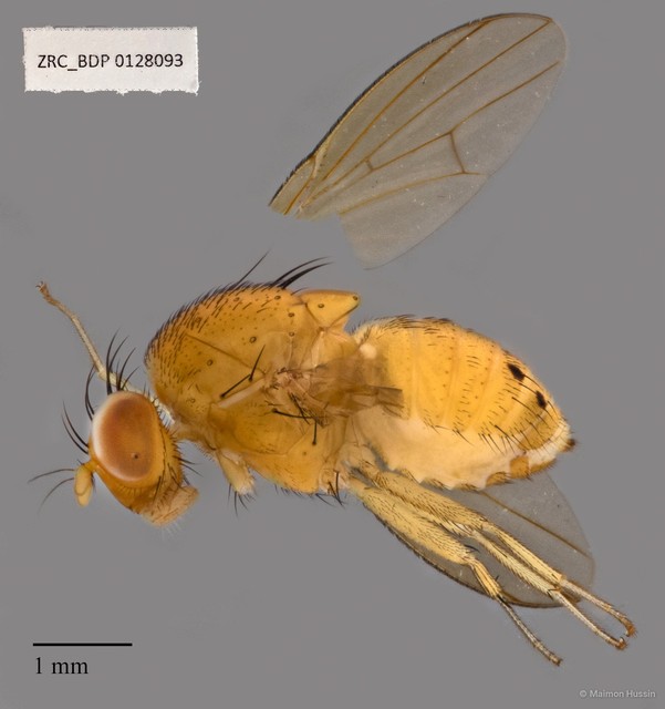 Homoneura sp. "ZRCBDP00128093" • © Maimon Hussin • All Rights Reserved
