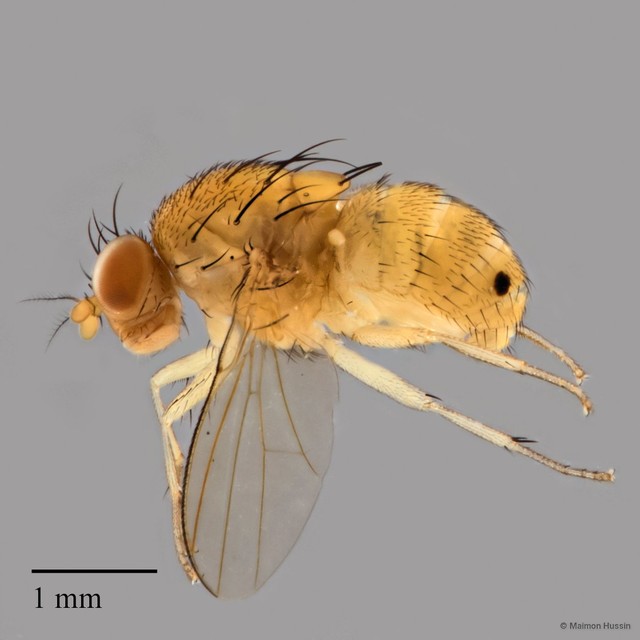 Homoneura sp. "ZRCBDP0017841" • © Maimon Hussin • All Rights Reserved