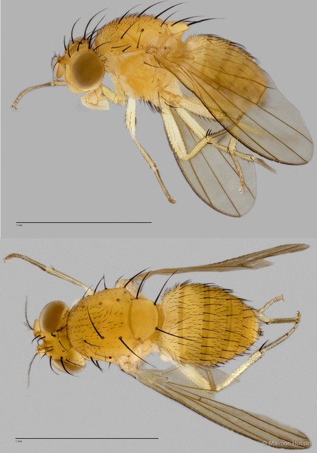 Homoneura (Homoneura) sp. "ZRCBDP0019826" • © Maimon Hussin • All Rights Reserved
