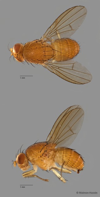 Homoneura sp. "ZRCBDP0019968" • © Maimon Hussin • All Rights Reserved