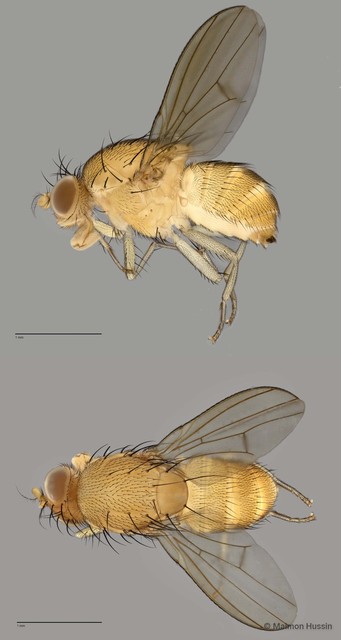 Homoneura (Homoneura) sp. "ZRCBDP0019969" • © Maimon Hussin • All Rights Reserved