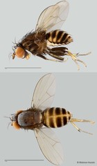 Homoneura sp. "ZRCBDP0020034"