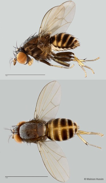 Homoneura sp. "ZRCBDP0020034" • © Maimon Hussin • All Rights Reserved