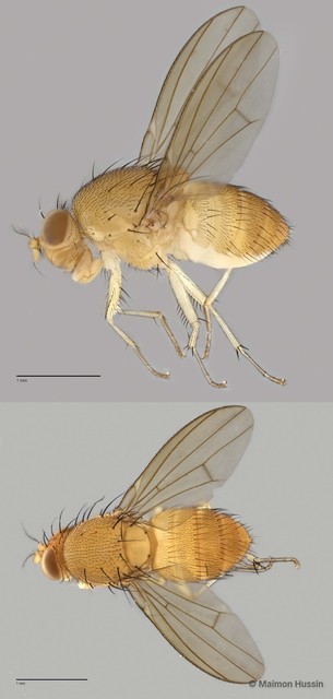 Homoneura sp. "ZRCBDP0021445" • © Maimon Hussin • All Rights Reserved
