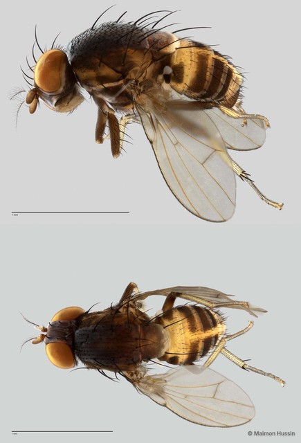 Homoneura sp. "ZRCBDP0021632" • © Maimon Hussin • All Rights Reserved