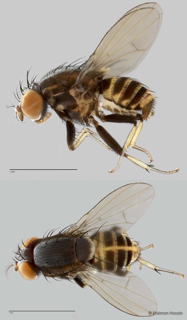 Homoneura sp. "ZRCBDP0021633" • © Maimon Hussin • All Rights Reserved