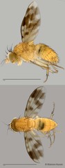 Homoneura sp. "ZRCBDP0021763"