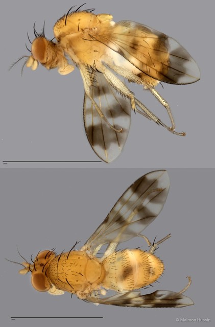 Homoneura sp. "ZRCBDP0021766" • © Maimon Hussin • All Rights Reserved
