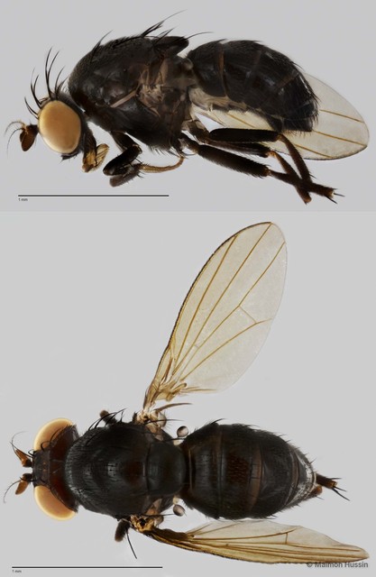Homoneura sp. "ZRCBDP0025138" • © Maimon Hussin • All Rights Reserved