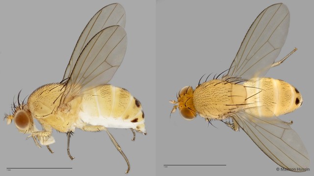 Homoneura sp. "ZRCBDP0025194" • © Maimon Hussin • All Rights Reserved