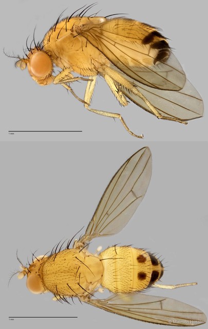 Homoneura sp. "ZRCBDP0025390" • © Maimon Hussin • All Rights Reserved