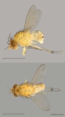 Homoneura sp. "ZRCBDP0025417"