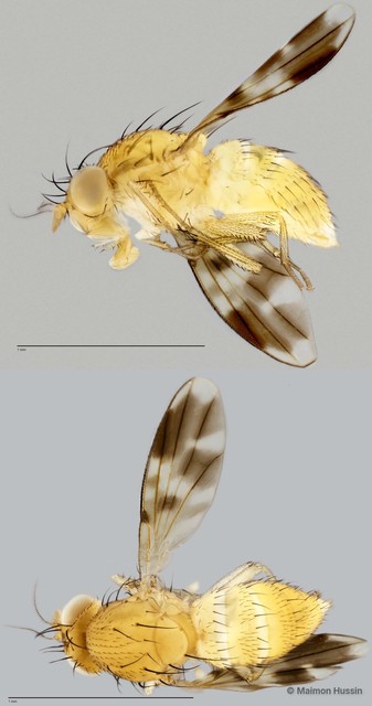 Homoneura sp. "ZRCBDP0025476" • © Maimon Hussin • All Rights Reserved