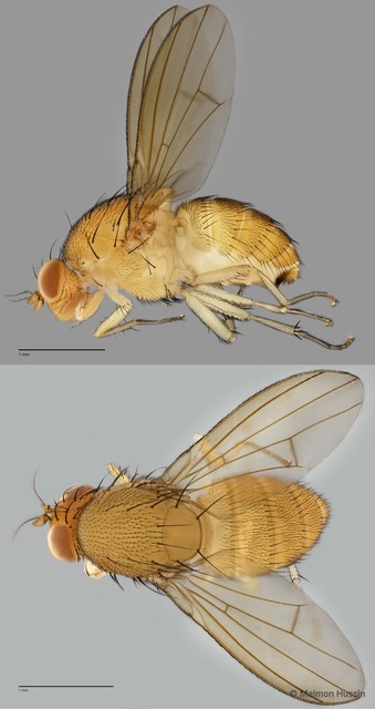 Homoneura sp. "ZRCBDP0025572" • © Maimon Hussin • All Rights Reserved