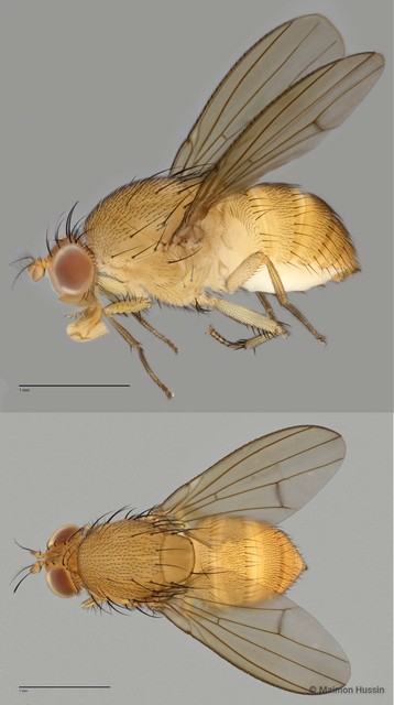 Homoneura sp. "ZRCBDP0025574" • © Maimon Hussin • All Rights Reserved