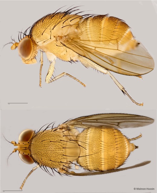 Homoneura sp. "ZRCBDP0025649" • © Maimon Hussin • All Rights Reserved