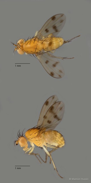 Homoneura sp. "ZRCBDP0053292" • © Maimon Hussin • All Rights Reserved