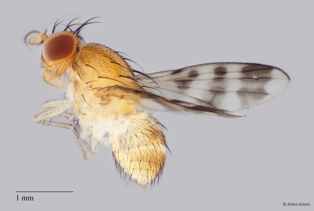 Homoneura sp. "ZRCBDP0063666" • © Arina Adom • All Rights Reserved