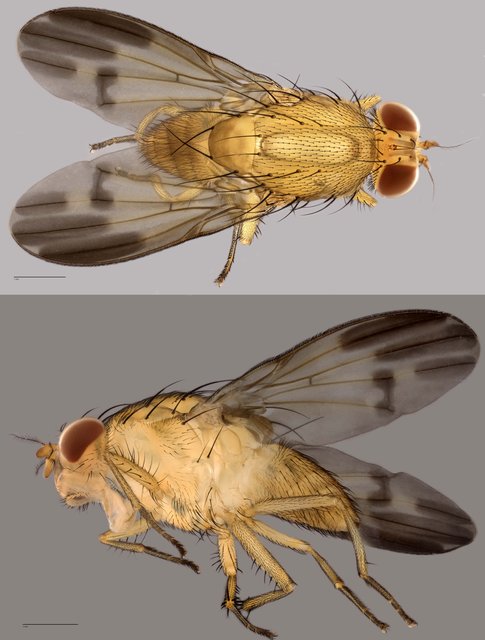 Homoneura sp. "ZRCBDP0071885" • © Tan Wee Chye • All Rights Reserved