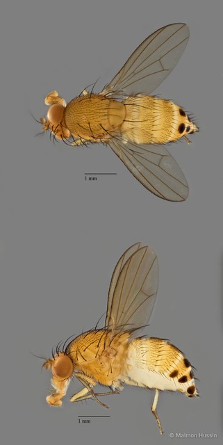 Homoneura sp. "ZRCBDP0079870" • © Maimon Hussin • All Rights Reserved
