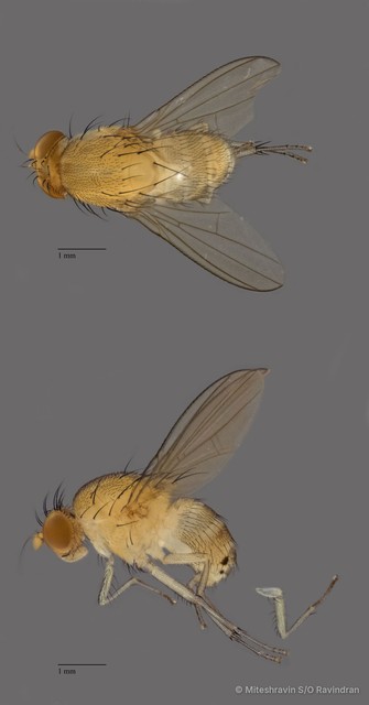 Homoneura sp. "ZRCBDP0080994" • © Miteshravin S/O Ravindran • All Rights Reserved