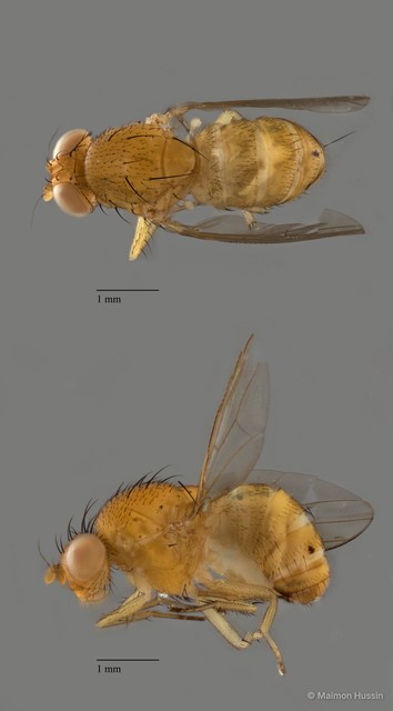 Homoneura sp. "ZRCBDP0089965" • © Maimon Hussin • All Rights Reserved