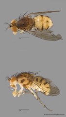 Homoneura sp. "ZRCBDP0091340" • © Miteshravin S/O Ravindran • All Rights Reserved