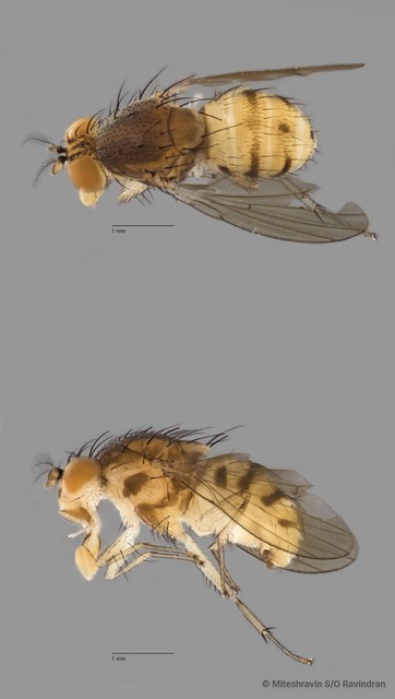 Homoneura sp. "ZRCBDP0091340"
