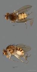 Homoneura sp. "ZRCBDP0091340" • © Maimon Hussin • All Rights Reserved