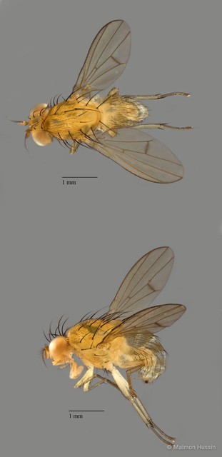 Homoneura sp. "ZRCBDP0092346" • © Maimon Hussin • All Rights Reserved
