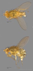 Homoneura sp. "ZRCBDP0126363" • © Miteshravin S/O Ravindran • All Rights Reserved