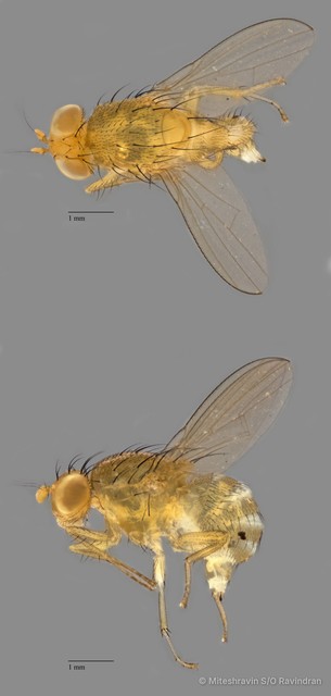 Homoneura sp. "ZRCBDP0126363"