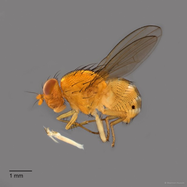 Homoneura sp. "ZRCBDP0126363" • © Maimon Hussin • All Rights Reserved