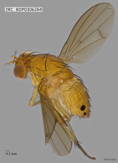 Homoneura sp. "ZRCBDP0306264" • © Rene Ong • All Rights Reserved