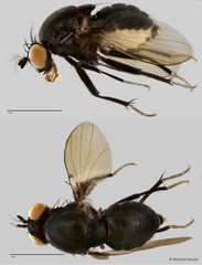Homoneura sp. "ZRCBPD0025482" • © Maimon Hussin • All Rights Reserved