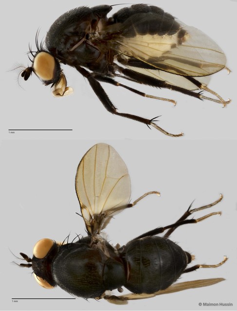 Homoneura sp. "ZRCBPD0025482" • © Maimon Hussin • All Rights Reserved